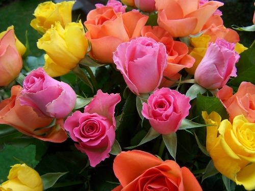 Spalvinga Rožių Puokštė, Geltona-Oranžinė, Rožinis, Supjaustytos Gėlės, Rožės, Dovanos, Oranžinė, Geltona