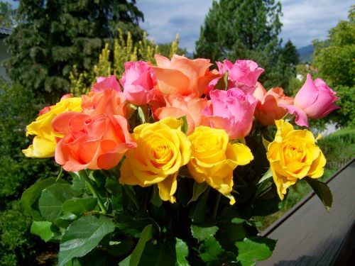 Spalvinga Rožių Puokštė, Geltona, Rožinis, Supjaustytos Gėlės