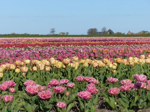 Spalvos, Gėlės, Laukai, Holland