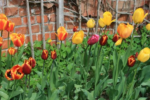 Gėlės,  Tulpės,  Stiebagumbiai,  Pavasaris,  Sodas,  Peterhof,  Spalvotos Tulpės
