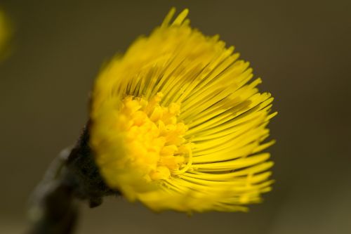 coltsfoot flower yellow