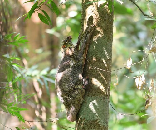 Colugo, Žinduolis, Gamta