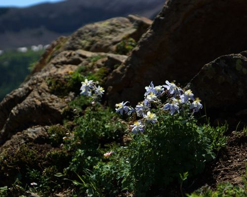 Kolumbinas, Rokas, Wildflower, Gėlė, Žiedas, Kalnas, Colorado