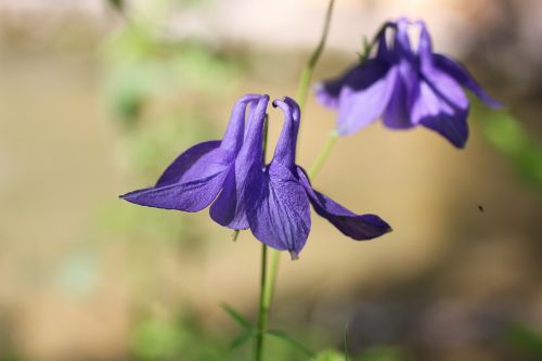 Kolumbinas, Violetinė, Laukinė Gėlė, Žiedas, Žydėti