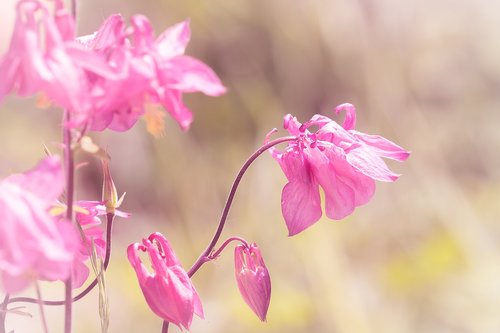 Columbine,  Rožinis,  Švelnus,  Gėlė,  Gėlės,  Rausvos Gėlės,  Floros,  Pobūdį,  Sodas,  Laukinių Gėlių,  Rožinė Columbine,  Iš Arti,  Gražus