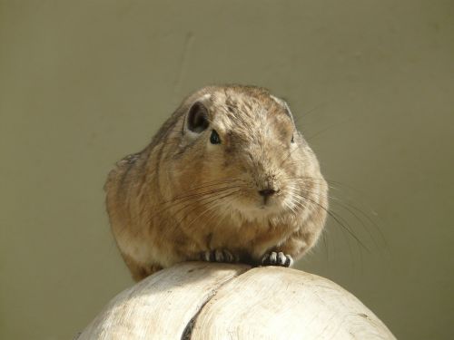 Kumpio Pirštas, Gundi, Graužikas, Žinduolis, Gyvūnas, Fauna, Kailis, Gyvūnų Pasaulis, Padaras