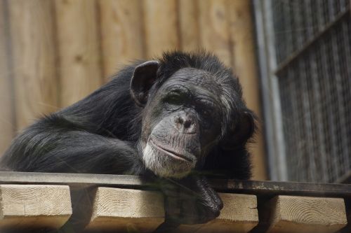 Paprastoji Šimpanzė,  Puikus Ape,  Šimpanzė,  Gyvūnas,  Ape,  Taline Zoologijos Sodas
