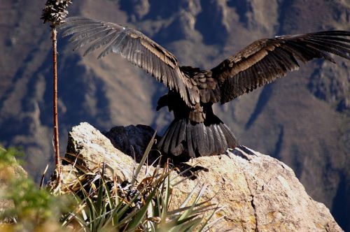 Condor, Andes, Kolkaanonas, Laisvė, Išvykimas, Grioviai