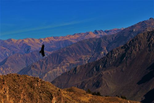 Condor, Colca Kanjonas, Peru, Ave, Skrydis