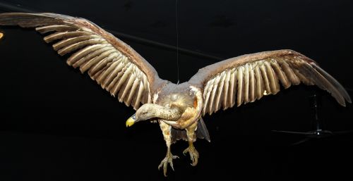 Condor, Plėšrusis Paukštis, Muziejus, Gamtos Istorija, Verona