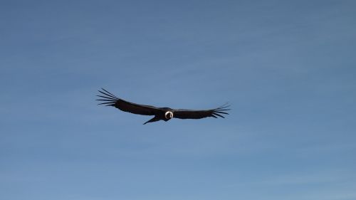 Condor, Skrydis, Dangus, Peru, Skraidantis