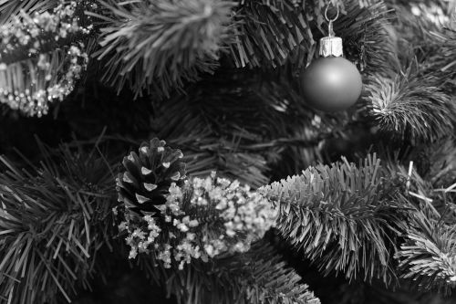 Kūgis, Kalėdos, Sodinukai, Ornamentas