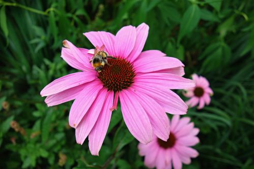 Kūgio Gėlė, Violetinė Kūgio Gėlė, Echinacea Purpurea, Bičių, Bitė Ant Kūgio Gėlių, Medicinos, Homeopatinis, Vasara
