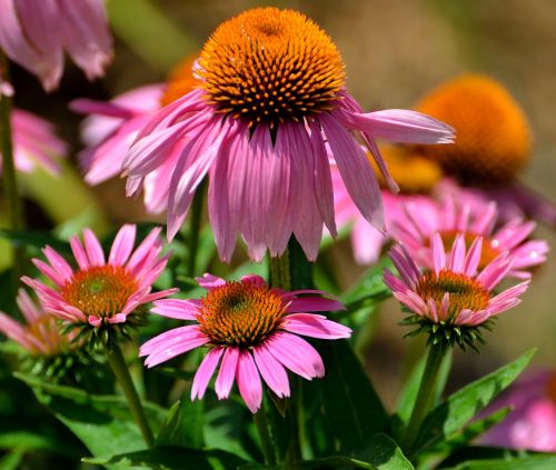 Kūginės Gėlės, Violetinė, Gėlių, Sodas, Kraštovaizdis, Grožis, Gyvas, Gamta, Echinacea, Gėlė, Dygliuota Veislė, Augalas, Žiedas, Vasara, Natūralus, Žydėti, Botanikos, Žiedlapis, Rožinis, Žydi, Žolelių, Sodininkystė, Spalvinga, Botanika, Makro, Purpurea, Šviesus, Daugiametis, Žiedadulkės, Žalias