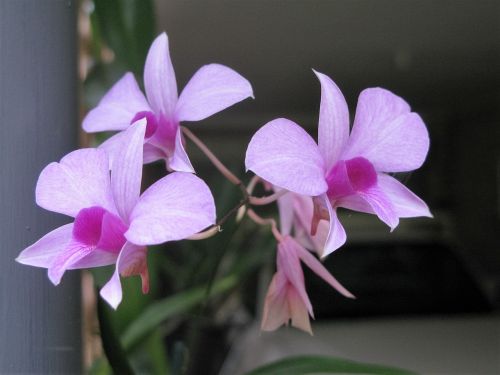 Cooktown Orchidėja, Orchidėja, Gėlės, Karalienės Gėlės, Karalienės Orchidėja, Australia, Flora