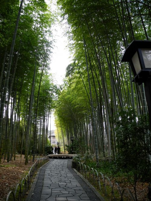 Bambukas,  Shuzenji & Nbsp,  Onsen,  Japonija,  Kietas Bambukas