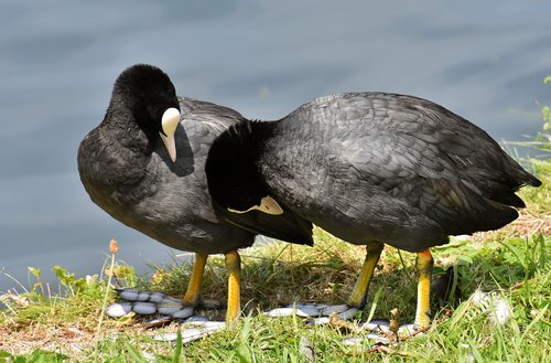 Laukiai,  Smooch,  Pora,  Mielas,  Pobūdį,  Gyvūnijos Pasaulyje,  Kartu,  Švelnus