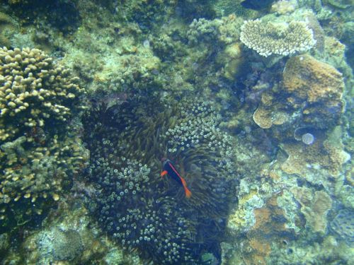 Koraliniai Rifai,  Okinawa,  Jūra,  Clownfish,  Nemo,  Keramos Salos