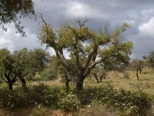 Kamštienos Ąžuolo, Alentejo, Portugal, Kamštiena