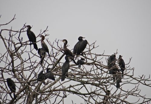 Kormoranas, Mažai, Paukštis, Fauna, Iim, Kolkata, Indija