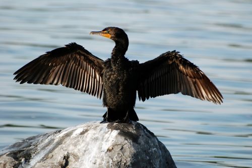 Kormoranas, Paukštis, Laukinė Gamta, Gamta, Laukiniai, Plunksnos, Vanduo, Gyvūnas, Juoda, Skraidantis, Miškas, Žiūrėti, Fauna, Vandens Paukštis, Papludimys