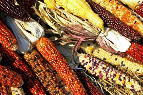Kukurūzai, Nendrės, Kukurūzai, Derlius, Biologinė Įvairovė, Maistas, Žemdirbystė, Grūdai
