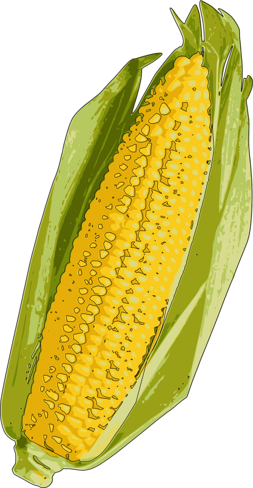 Kukurūzai, Kukurūzų Burbuolės, Indiana, Mano Kirtikliai, Saldžiosios Kukurūzai, Nemokama Vektorinė Grafika