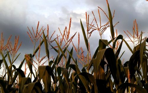 Kukurūzai, Kultūra, Žemės Ūkio, Laukai, Epi, Gamta, Laukas, France