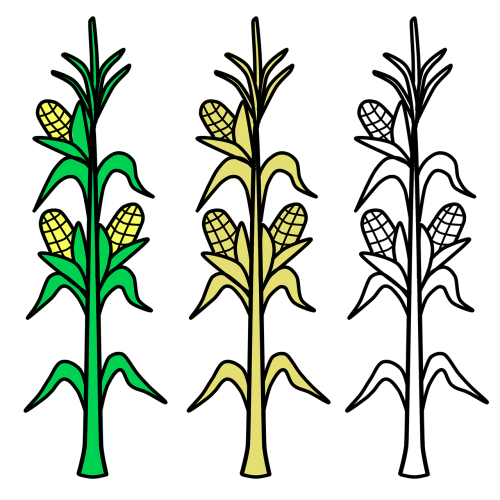 Kukurūzai, Laukas, Žemdirbystė, Augalas, Pasėlių, Ūkis, Žemės Ūkio Paskirties Žemė, Žemės Ūkio, Javai, Maistas, Kukurūzų Laukas