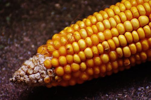 Kukurūzai, Kukurūzų Burbuolės, Kukurūzų Grūdai, Daržovės, Maistas, Gamta, Daržovių Maizės