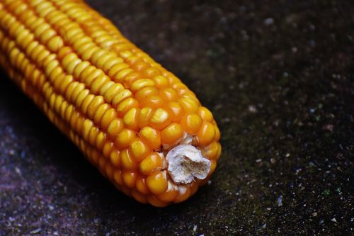 Kukurūzai, Kukurūzų Burbuolės, Kukurūzų Grūdai, Daržovės, Maistas, Gamta, Daržovių Maizės