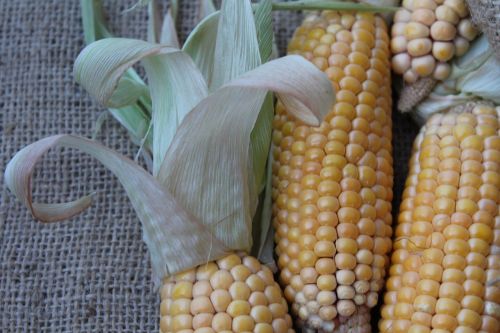 Kukurūzai, Daržovės, Geltona, Kukurūzų Burbuolės, Vasara, Augalas, Daržovių Maizės, Maistas, Gamta, Frisch