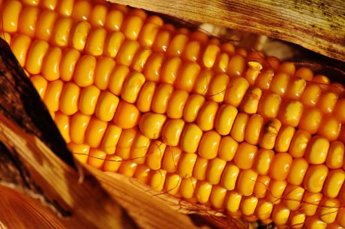 Kukurūzai, Daržovės, Maistas, Kukurūzų Burbuolės, Augalas, Vasara, Daržovių Maizės, Frisch, Gamta, Stūmoklis, Kukurūzų Grūdai