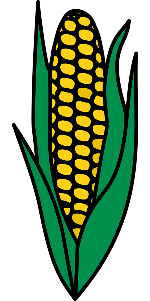 Kukurūzai, Maistas, Kukurūzai, Augalas, Cukriniai Kukurūzai, Daržovių, Nemokama Vektorinė Grafika