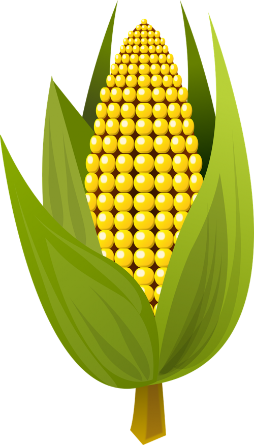Kukurūzai, Maistas, Vaisiai, Nemokama Vektorinė Grafika