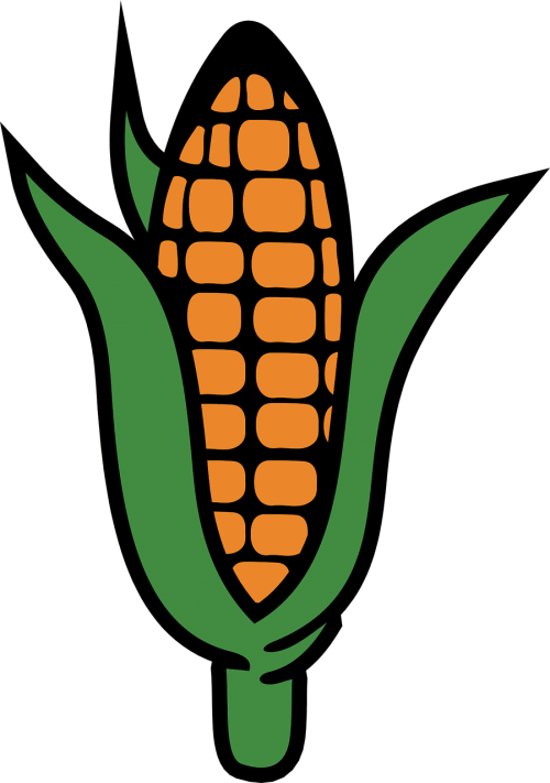 Kukurūzai, Maistas, Kukurūzai, Augalas, Cukriniai Kukurūzai, Daržovių, Nemokama Vektorinė Grafika