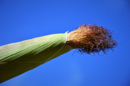 Kukurūzai, Kukurūzų Burbuolės, Daržovės, Kukurūzai Ant Lazda Plaukai, Kukurūzų Plaukai, Maistas, Grūdai, Derlius, Gamta