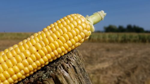Kukurūzai, Kukurūzų Burbuolės, Kukurūzų Derlius, Kukurūzų Augalas, Padėka, Kukurūzų Laukas, Gamta, Žemės Ūkio Gamykla, Pašariniai Augalai, Maistas, Kukurūzų Grūdai, Geltona