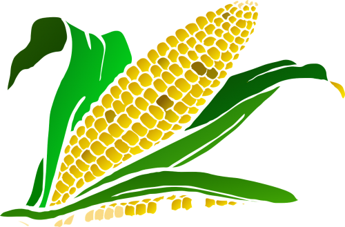 Kukurūzai, Maistas, Kukurūzai, Augalas, Žemdirbystė, Pasėlių, Nemokama Vektorinė Grafika