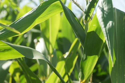 Kukurūzų,  Laukas,  Auginimas,  Žemdirbystė,  Niva,  Gamyba