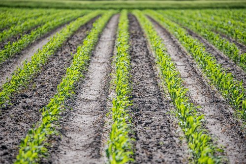 Kukurūzų,  Žemdirbystė,  Kukurūzų Auginimas,  Vandens Apsauga,  Siloso Kukurūzų
