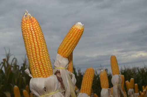 Kukurūzų,  Parana,  Plantacija
