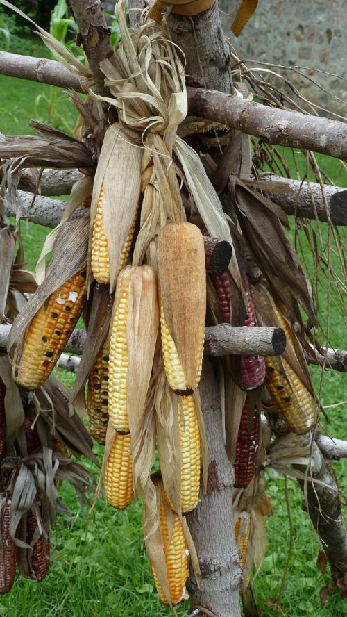 Kukurūzai, Maistas, Derlius, Tradicinis, Pasėlių, Natūralus, Ūkis, Grūdai, Žemdirbystė, Daržovių