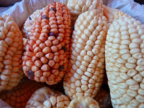 Kukurūzai, Kukurūzų Veislės, Grūdai, Maistas, Spalvoti Maizai, Peru