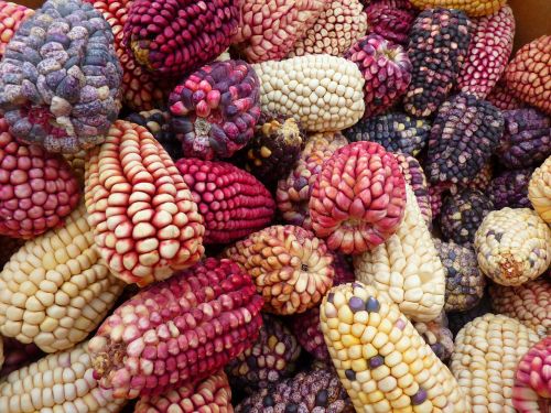 Kukurūzai, Kukurūzų Veislės, Peru, Spalvoti Maizai, Kukurūzų Pardavimas, Turgus