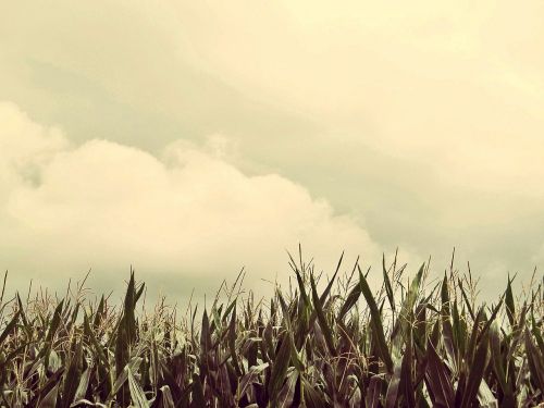 Kukurūzai, Laukas, Kukurūzų Laukas, Žemdirbystė, Kukurūzų Burbuolės, Vasara, Kraštovaizdis, Augalas, Dangus, Žalias, Auginimas, Grunge