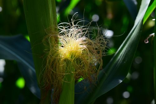 Kukurūzai,  Kukurūzų Burbuolės,  Plaukai,  Augalas,  Pašariniai Kukurūzai,  Kukurūzų Augalas,  Uždaryti,  Kukurūzai Ant Karsto Plaukų