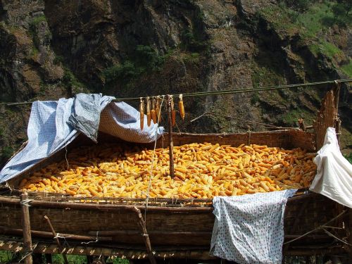Kukurūzai, Džiovinimas, Nepalas, Annapurna