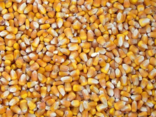 Kukurūzai, Daržovių Derlius, Geltona, Valgymas, Mityba, Žemdirbystė