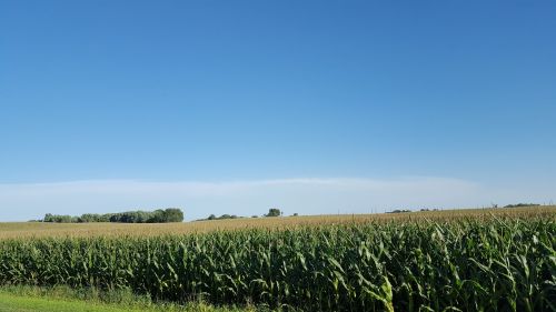 Kukurūzų Laukas, Ūkininkavimas, Laukas, Pasėlių, Vasara